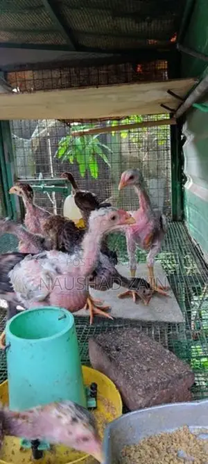 Roosters