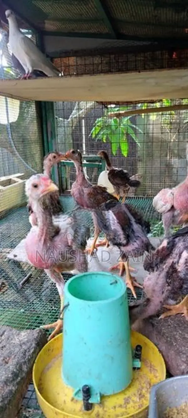 Roosters
