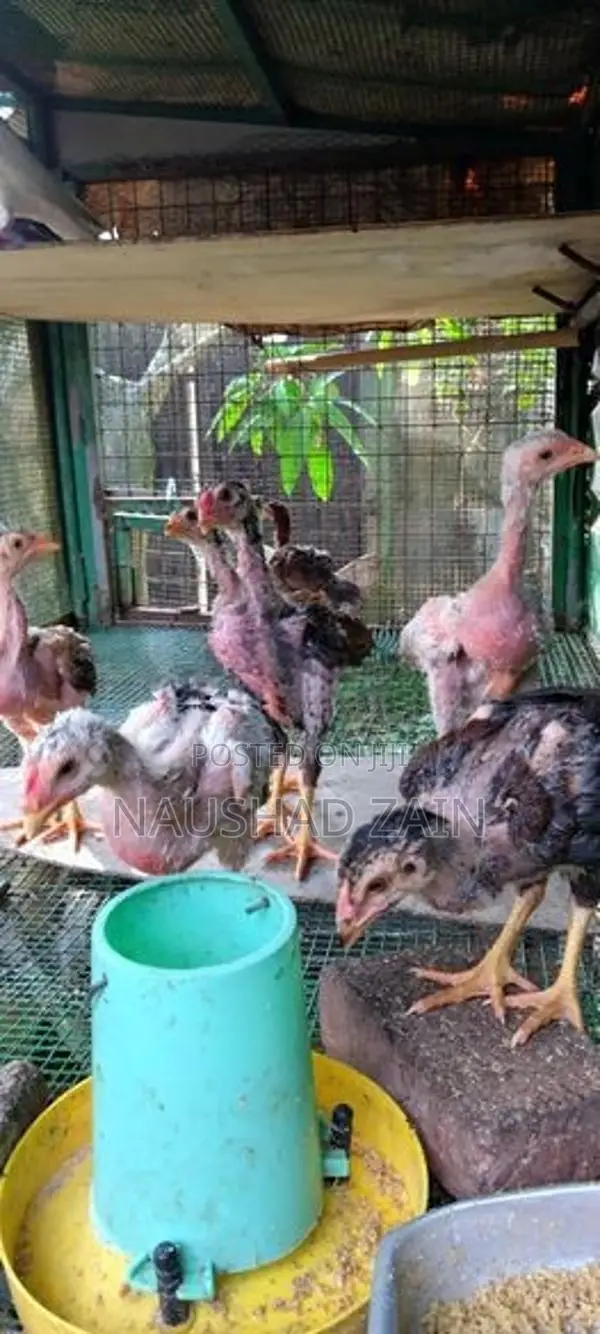 Roosters