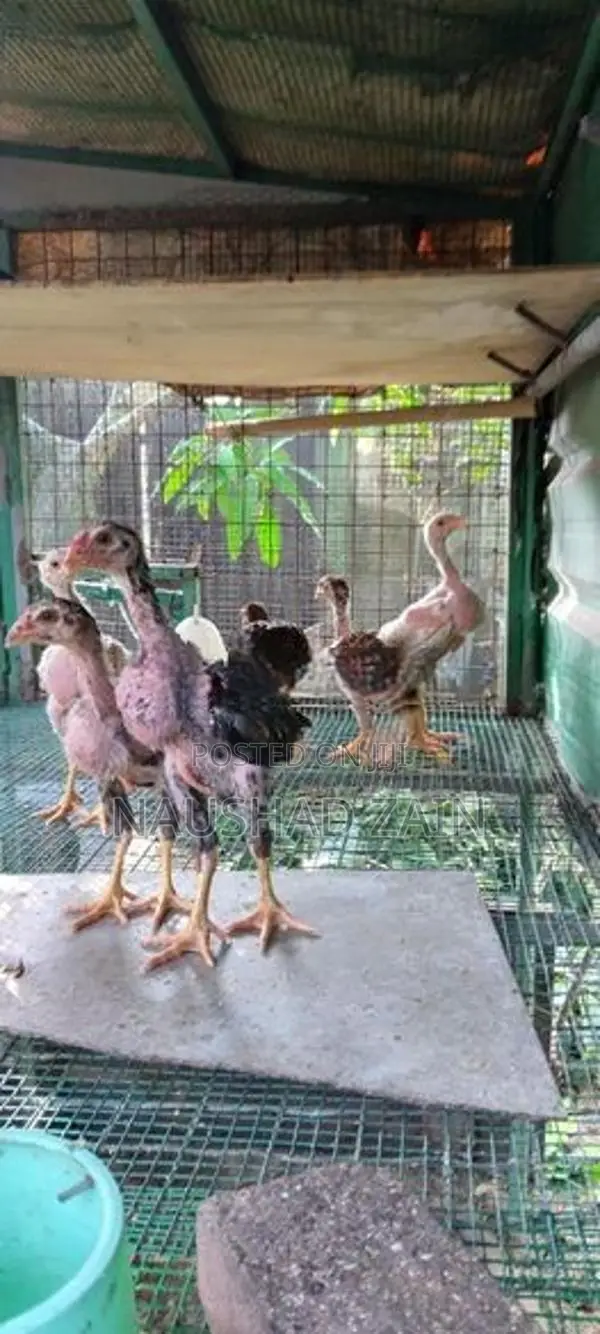 Roosters