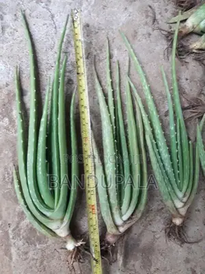 කෝමාරිකා පැල