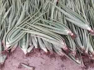 කෝමාරිකා පැල