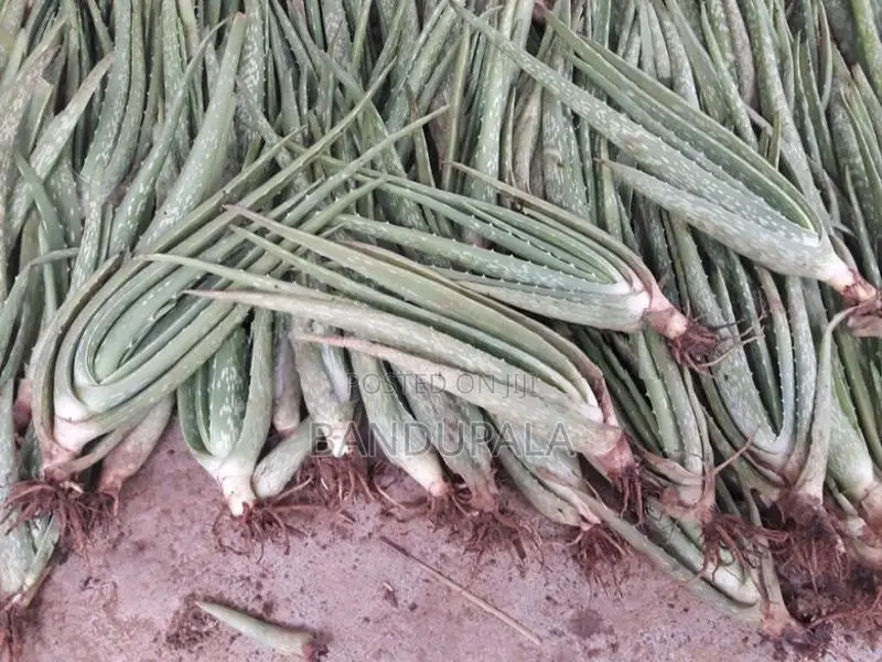 කෝමාරිකා පැල
