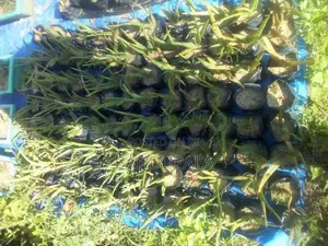 කෝමාරිකා පැල