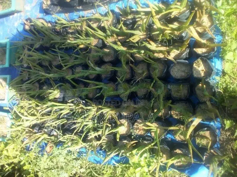 කෝමාරිකා පැල