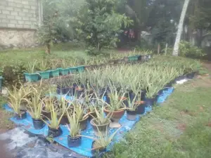 කෝමාරිකා පැල
