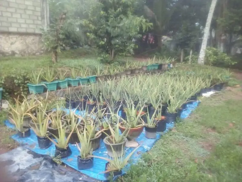 කෝමාරිකා පැල