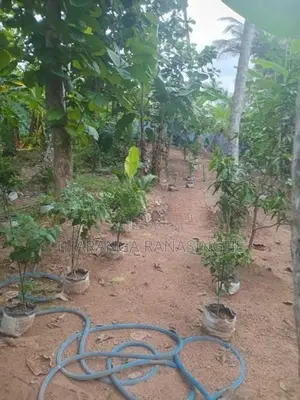 A Coconut Land Is for Sale Pannala