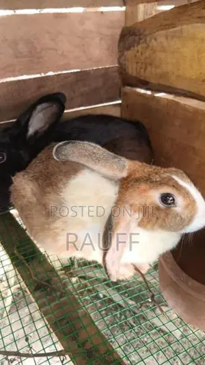 giant rabbit
