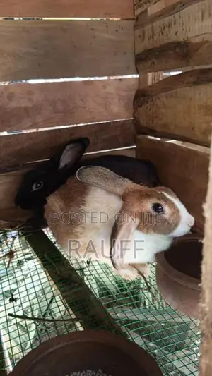 giant rabbit