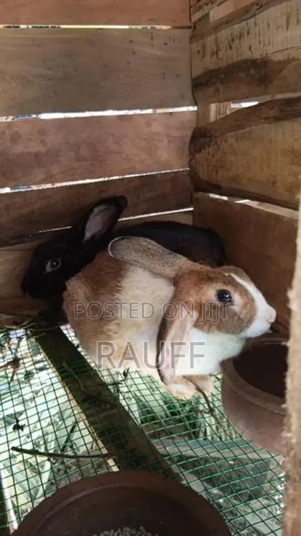 giant rabbit