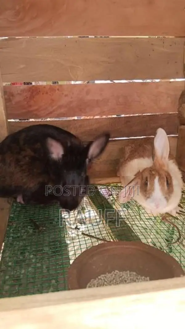 giant rabbit