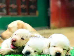Labrador Puppies