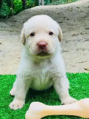 Labrador Puppies