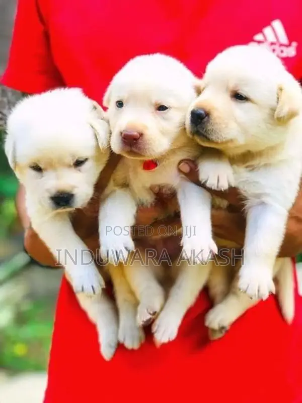Labrador Puppies