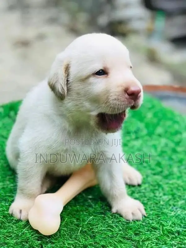 Labrador Puppies