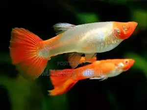 Albino kohaku guppy