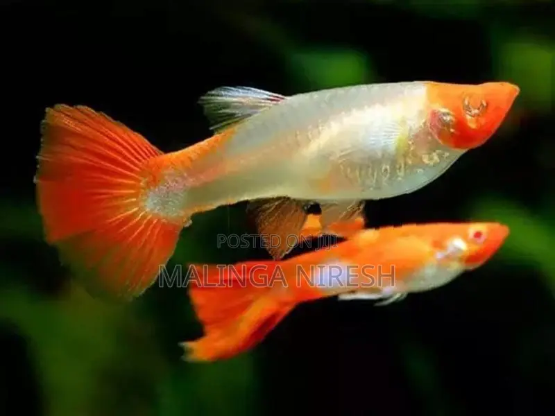 Albino kohaku guppy