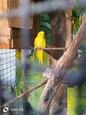 Ring Neck Bird