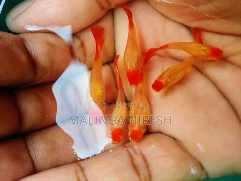 Albino kohaku guppy
