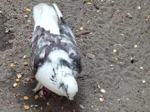 DOVE