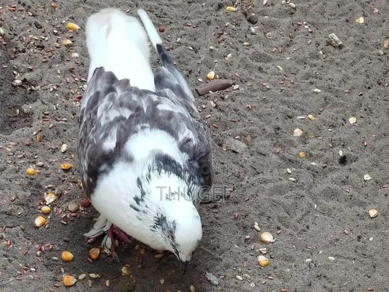 DOVE