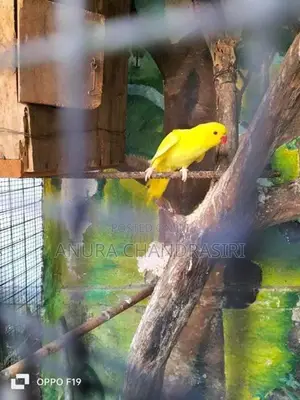 Ring Neck Bird