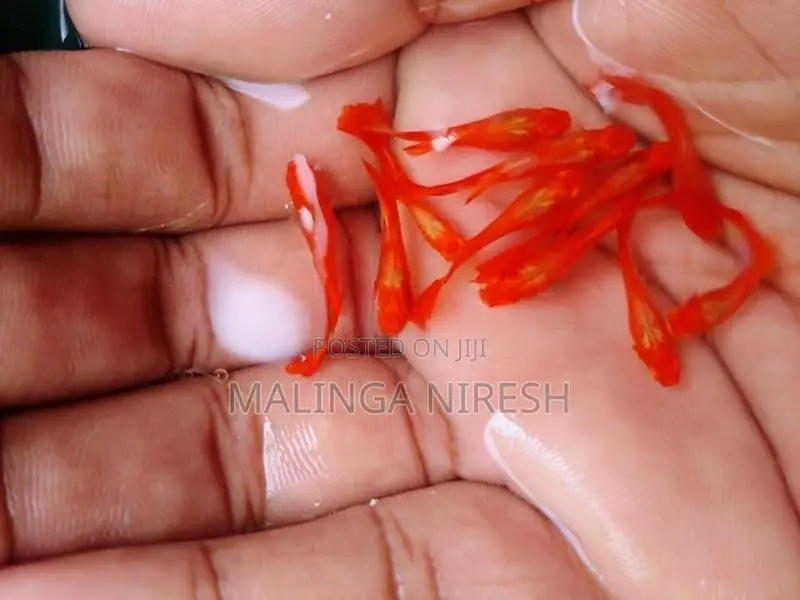 Albino kohaku guppy
