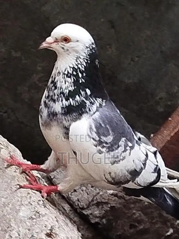 DOVE