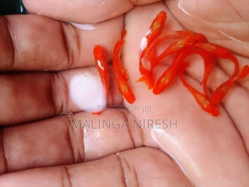 Albino kohaku guppy