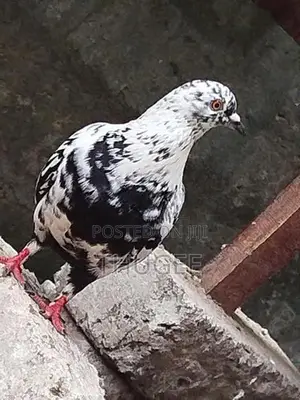 DOVE