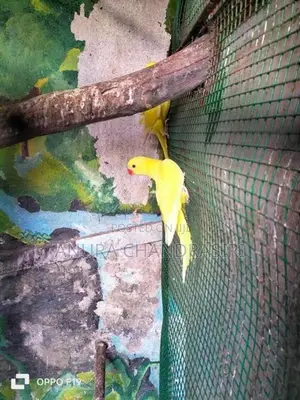Ring Neck Bird