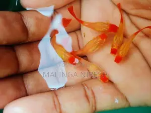 Albino kohaku guppy