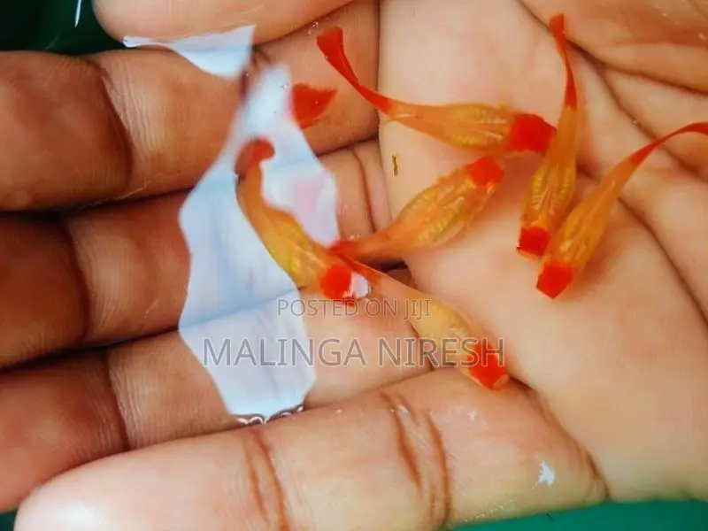 Albino kohaku guppy