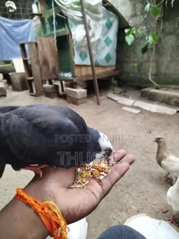 DOVE