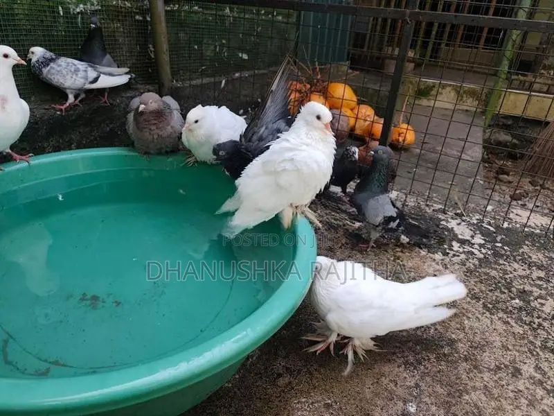 Pigeon