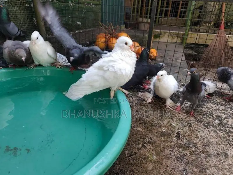 Pigeon