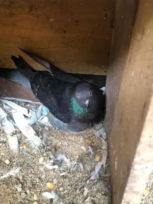 Pigeon