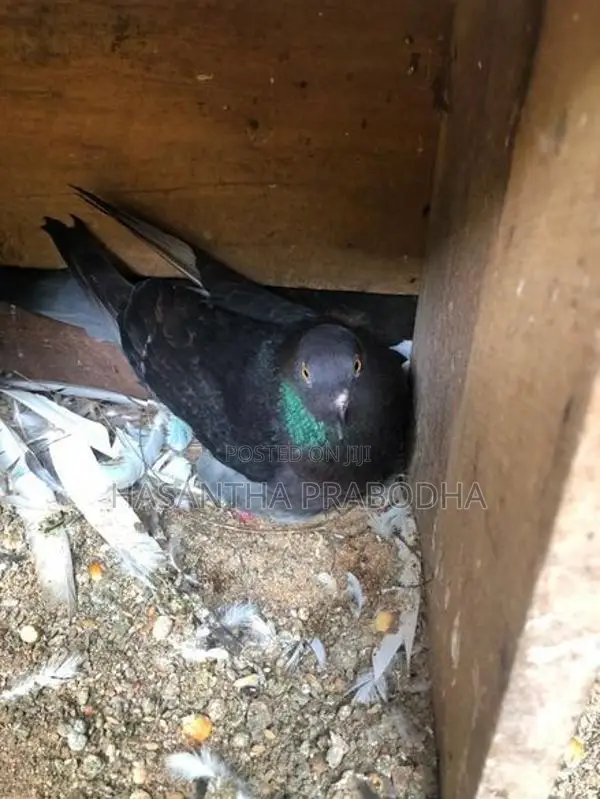Pigeon