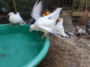 Pigeon
