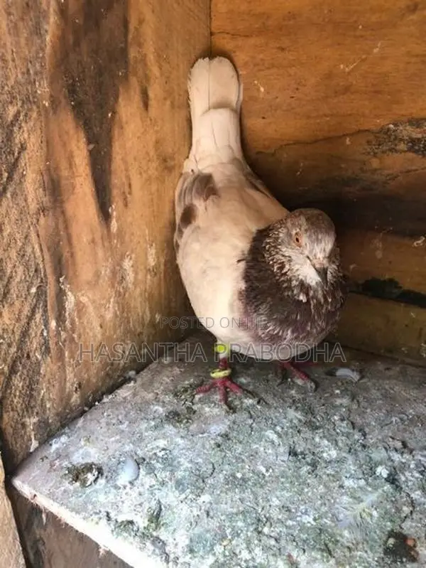 Pigeon
