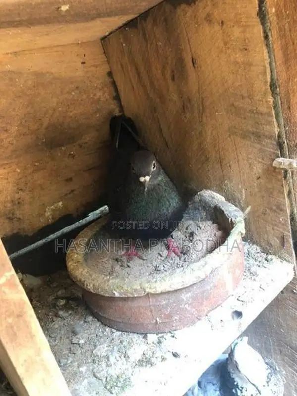 Pigeon