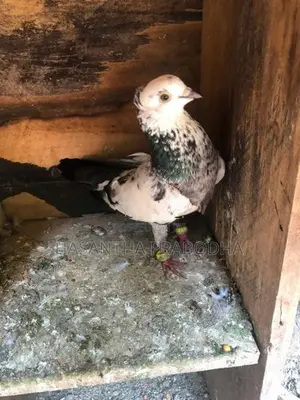 Pigeon