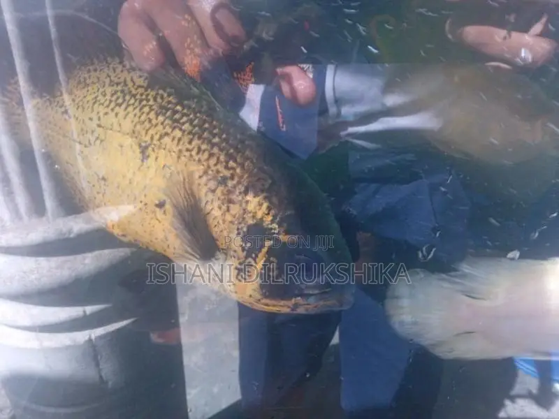 Oscar fish