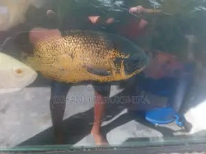 Oscar fish