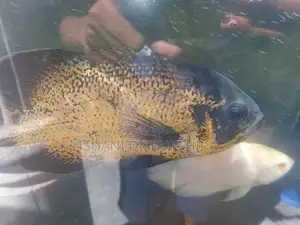 Oscar fish