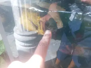 Oscar fish