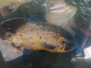 Oscar fish