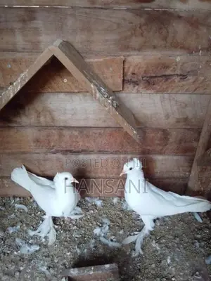 pigeon