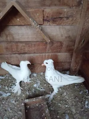 pigeon